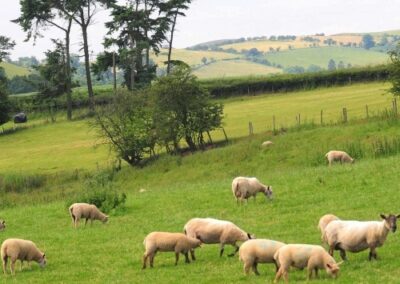 working-farm-sheep-welsh-borders-shropshire-accommodation-500x500